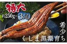 OTUTD-3【数量限定】特大くしまの黒潮うなぎ蒲焼３尾（合計750g前後）【大田商店】
