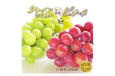 TNBSP-10 ＜先行予約＞ 串間産シャインマスカット1房・ピオーネ（大粒・大房・種なし）1房 計1kg以上【谷口農園】