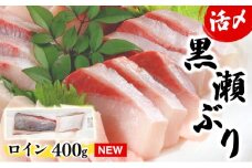 KU281-1 ＜2025年9月発送分＞活じめ！黒瀬ぶりの生鮮ブリロイン（400g前後） 