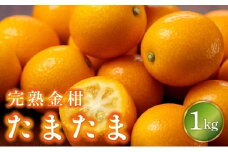 KU431-1【数量限定】完熟金柑たまたま1kg