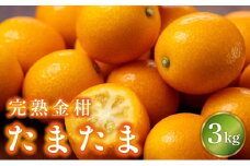 KU432-1 【先行予約】串間市産 完熟きんかん「たまたま」3kg