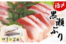 KU281＜2025年11月発送分＞活じめ！黒瀬ぶりの生鮮ブリロイン2節（1.0kg前後）