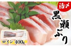 KU281-1＜2025年10月発送分＞活じめ！黒瀬ぶりの生鮮ブリロイン2節（400g前後）