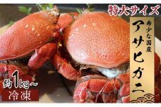 HRAGT-1 【数量・期間限定】宮崎県串間産アサヒガニ　特大サイズ約1kg（2～3匹）　日本では大変希少な国産アサヒガニ ！【豊漁丸】