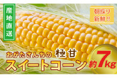 鮮度が命！生産者直送 緒方さんちの朝どれスイートコーン『イエロー』7㎏【先行予約】＜1-43＞【残りわずか】