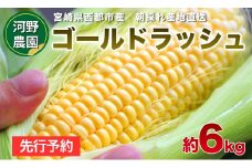 【在庫がわずかになりました】河野農園 朝どれスイートコーン『ゴールドラッシュ』約6kg【先行予約】＜1-42＞tとうもろこし トウモロコシ