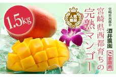 訳あり「ご家庭用」酒井農園　宮崎完熟マンゴー1.5kg【先行予約】＜1.5-84＞