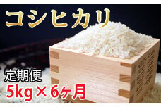 【6ヶ月定期便】コシヒカリ５kg×6回　合計30kg　伊東マンショ米　令和6年産【先行予約】＜5-4＞