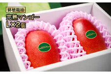 今が旬！西都産完熟マンゴー Ｌサイズ×２個 鉢植栽培 宮崎県西都産 サムライファーム＜1-157＞宮崎マンゴー 果物 フルーツ 甘い