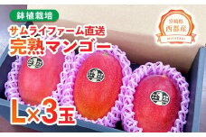 西都産完熟マンゴー Ｌサイズ×3個 鉢植栽培 宮崎県西都産 サムライファーム＜1.5-233＞宮崎マンゴー 果物 フルーツ 甘い【先行予約】