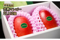 今が旬！鉢植栽培 完熟マンゴー 3L×2個 宮崎県西都産 サムライファーム＜2-70＞宮崎マンゴー 果物 フルーツ 甘い