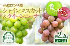 シャインマスカット＆クイーンニーナ 2.2kg 食べ比べセット 西都産完熟ぶどう＜2-3＞