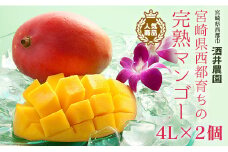 酒井農園　西都産　宮崎完熟マンゴー４L×２個 bigサイズ【先行予約】＜2.2-5＞