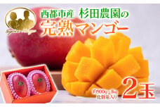 今が旬！【マンゴー専門 杉田農園】西都市産 完熟マンゴー 2玉  900g~1kg 化粧箱入 生産者直送  宮崎マンゴー ＜1.8-24＞ 果物 フルーツ 甘い