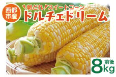 【本日終了】初夏の味覚！鮮度が命 村田さん家の朝どれスイートコーン『ドルチェドリーム』8kg前後 生産者直送 5月発送開始【先行予約 】＜1.2-33＞