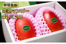 【大玉4Lサイズ2個】鉢植栽培 西都産完熟マンゴー  宮崎県西都産 サムライファーム 特大サイズ＜2.5-26＞宮崎マンゴー 果物 フルーツ 甘い【先行予約】