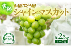 完熟シャインマスカット 2.5kg 西都産完熟ぶどう ＜2-82＞