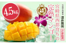 今が旬！！訳あり 8玉～14玉　酒井農園 ご家庭用完熟マンゴー4.5kg ＜4.5-7＞