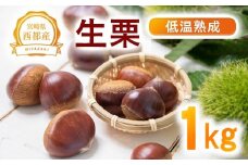 低温熟成栗 国産生栗1kg 糖度２～３倍上昇 西都市産【先行予約】＜1-289＞くり 栗  国産 生栗 果物 フルーツ 栗きんとん スイーツに★