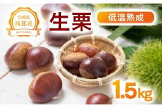 低温熟成栗 国産生栗1.5kg 糖度２～３倍  西都市産【先行予約】＜1.5-220＞くり 栗  国産 生栗 果物 フルーツ 栗きんとん スイーツに