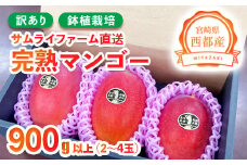 訳あり 鉢植栽培 西都産完熟マンゴー 900g～1kg 宮崎県西都産 サムライファーム＜1.2-53＞フルーツ 果物  甘い