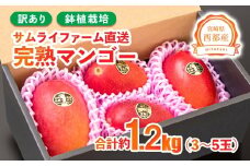 訳あり 鉢植栽培 西都産完熟マンゴー 1.2kg 宮崎県西都産 サムライファーム＜1.3-27＞フルーツ 果物  甘い【先行予約】