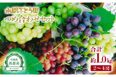 シャインマスカット入り 完熟ぶどうお任せ詰め合わせセット 1kg 【水間ぶどう園】個数限定＜1.1-3＞