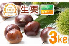新鮮朝どれ国産生栗 3㎏ 西都市産＜1.4-23＞くり 栗  国産 生栗 果物 フルーツ 栗きんとん スイーツに【先行予約】　