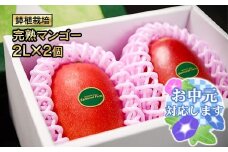 【お中元ギフト】鉢植栽培 西都産完熟マンゴー 2L×2個 宮崎県西都産 サムライファーム＜1.5-130＞宮崎マンゴー 果物 フルーツ 甘い