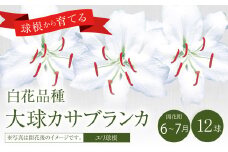 【2024年10月上旬発送開始】ユリ球根 大球カサブランカ 12球 白花品種 花 フラワー 園芸 ガーデニング 植物 高品質 送料無料