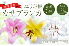 【2024年10月上旬発送開始】ユリ球根 カサブランカ 3種 各4球 合計12球 球根 大球定番 (カサブランカ・ゴールデンカサブランカ・ピンクカサブランカ) 花 フラワー セット 園芸 ガーデニング 植物 高品質 送料無料