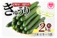 宮崎県産きゅうり(約2kg・3本入り×5袋)パリッと甘い魔法のキュウリ「マジキュー」