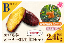 【期間限定】【先行予約】＜【Ｂ】おいも株オーナー制度1口セット2株 霧島紅かぐら（最低2.4kg保証）＋特産品＞12月中旬頃に熟成されたさつまいもときんかんをお届け！【MI187-sh-s】【株式会社育みの里しろはと】