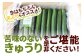 自慢のキュウリをお届けします！