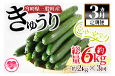 ＜【3ヵ月定期便】【期間限定】宮崎県産きゅうり(約2kg)×3回＞(3本入り×5袋)×3回)パリッと甘い魔法のキュウリ「マジキュー」漬物や天ぷらに！きゅうり 野菜 国産 胡瓜 促成栽培 キュウリ キューリ ハート形 星型 詰め合わせ 漬物 ピクルス 天ぷら【MI201-yt】【ゆたか農園】