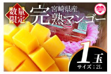 【期間数量限定】2025年5月より順次発送＜宮崎県産完熟マンゴー 2L 1玉入＞ 国産 九州 宮崎 マンゴー 完熟 旬 夏 果物 フルーツ セット 冷蔵配送 果実 ごほうび ご褒美 【MI516-yk】【みまたんよかもん協同組合】【ふるさと納税】 