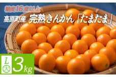 期間限定《糖度16度以上》高原町産 完熟きんかん「たまたま」3kg Lサイズの金柑 ワンストップオンライン対応 TF0052-P00015