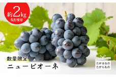 【先行受付・数量限定】久保ぶどう園のニューピオーネ 約2kg(3～4房) 産地直送の新鮮でおいしい葡萄 [ブドウ 大粒 果物 フルーツ 季節限定 期間限定 果物 ギフト 贈答 産地直送 産直 2キロ ワンストップオンライン] TF0273-P00005