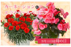【先行受付】《令和7年母の日》 カーネーション＆エラチオールベゴニア 5月11日の母の日に間に合うようにお届け！ [贈り物 贈答 ギフト フラワーセット お花 観葉植物 植木鉢 ワンストップオンライン] TF0375-P00024