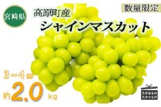 【数量限定・先行受付】久保ぶどう園のシャインマスカット(約2kg) 果汁たっぷりの美味しい種なし葡萄 [大粒 果物 フルーツ 季節限定 期間限定 果物 産地直送 2キロ 3房～4房 3個～4個 ワンストップオンライン] TF0394-P00005