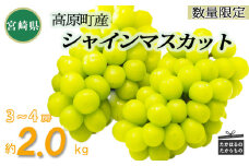 【数量限定・先行受付】久保ぶどう園のシャインマスカット(約2kg) 果汁たっぷりの美味しい種なし葡萄 [大粒 果物 フルーツ 季節限定 期間限定 果物 産地直送 2キロ 3房～4房 3個～4個 ワンストップオンライン] TF0394-P00005