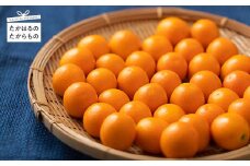 《期間限定》令和6年産 宮崎特産 完熟きんかん「たまたま」3kg 丸かじりで美味しい金柑 [季節限定 数量限定 フルーツ 果物 柑橘類 かんきつ類 ご贈答 ギフト 16000円 オンラインワンストップ] TF0433-P00055