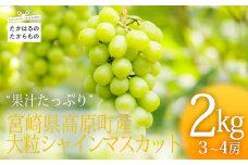《数量限定・先行受付》 日本一太陽を浴びて育った宮崎のシャインマスカット 約2kg(3～4房) 食べやすい種なしブドウ [ぶどう 葡萄 大粒 果物 フルーツ 季節限定 果物 ギフト 贈答 産地直送 産直 2キロ 3個～4個 宮崎県高原町産 ワンストップオンライン] TF0581-P00025