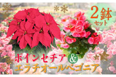 【本日まで受付！】 「ポインセチア」と「エラチオールベゴニア」セット クリスマスシーズンにお届け！ [贈り物 ギフト 贈答 フラワーセット お花 観葉植物 パーティ 飾り ワンストップオンライン] TF0716-P00024