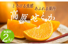 【期間限定】柑橘の高級種ブランド 高原町産「せとか」無選別 約2kg(大小混合6～8玉) [柑橘 みかん 蜜柑 贈答 かんきつ オレンジ色の果物 フルーツ B品] TF0814-P00068