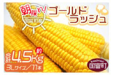 予約受付！＜朝採れ！国富町産ゴールドラッシュ4.5kg3L11本＞2025年5月下旬～7月上旬迄に順次出荷【 とうもろこし スイートコーン 先行予約 野菜 穀物 甘い トウモロコシ 季節物 数量限定 とうきび コーン 】 