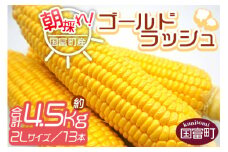 予約受付！＜朝採れ！国富町産ゴールドラッシュ4.5kg2Lサイズ13本＞2025年5月下旬～7月上旬迄に順次出荷【 とうもろこし スイートコーン 先行予約 野菜 穀物 甘い トウモロコシ 季節物 数量限定 とうきび コーン 】