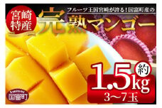 期間限定！2025年発送 ＜宮崎特産！国富町産の完熟マンゴー 3～7玉（約1.5kg）＞2025年4月中旬～6月中旬迄に順次出荷