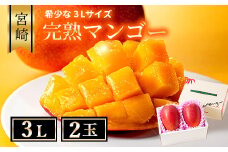 【先行予約/数量限定】完熟マンゴー ３L×２玉（化粧箱）【宮崎 高級 果物 フルーツ 濃厚 ギフト のし 贈答 先行受付 送料無料】