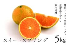 希少柑橘「スイートスプリング」5kg [化粧箱]